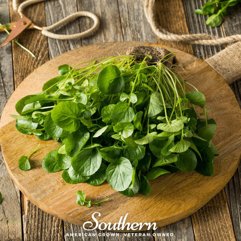 Watercress seeds package, 200 count, GrowTime Garden Supply