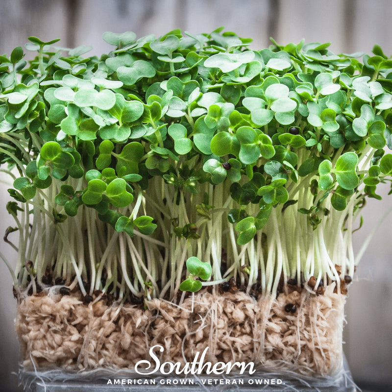 Load image into Gallery viewer, Watercress – 200 Seeds
