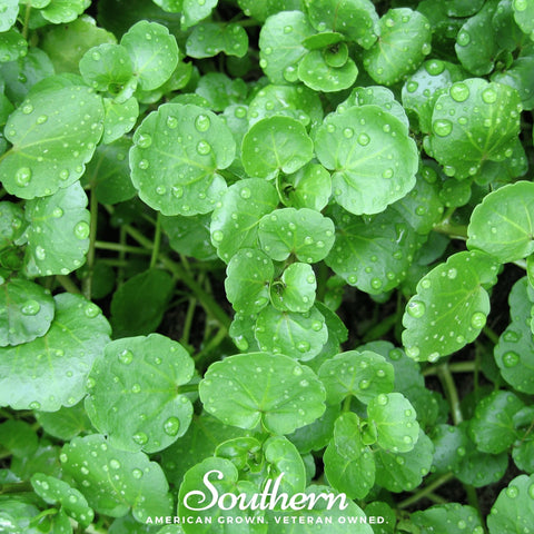 Watercress – 200 Seeds, additional product view 2