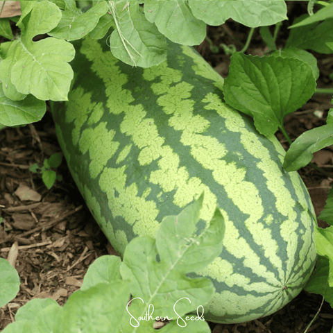 Congo Watermelon – 25 Seeds, additional product view 2