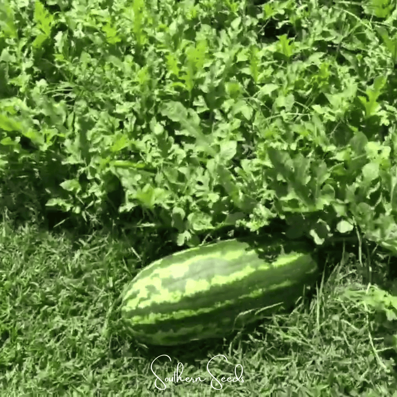 Load image into Gallery viewer, Congo Watermelon – 25 Seeds
