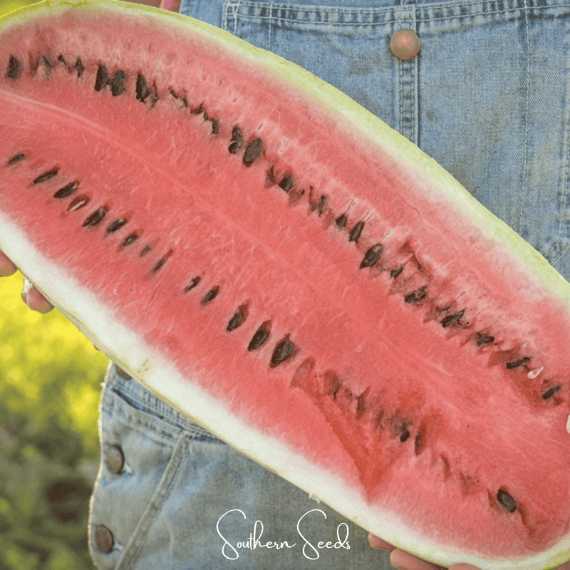 Load image into Gallery viewer, Congo Watermelon – 25 Seeds
