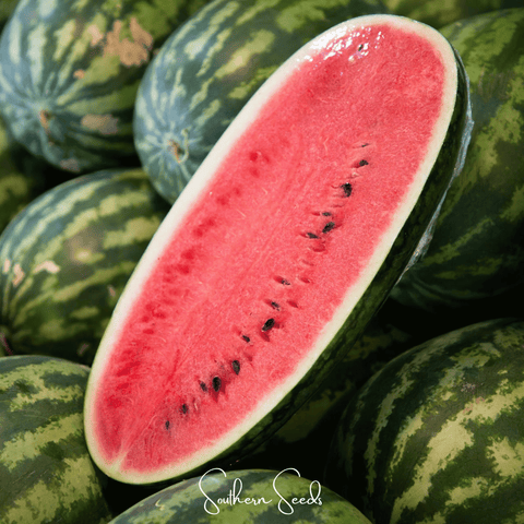 Congo Watermelon 25 Seeds