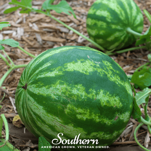 Crimson Sweet Watermelon 25 Seeds