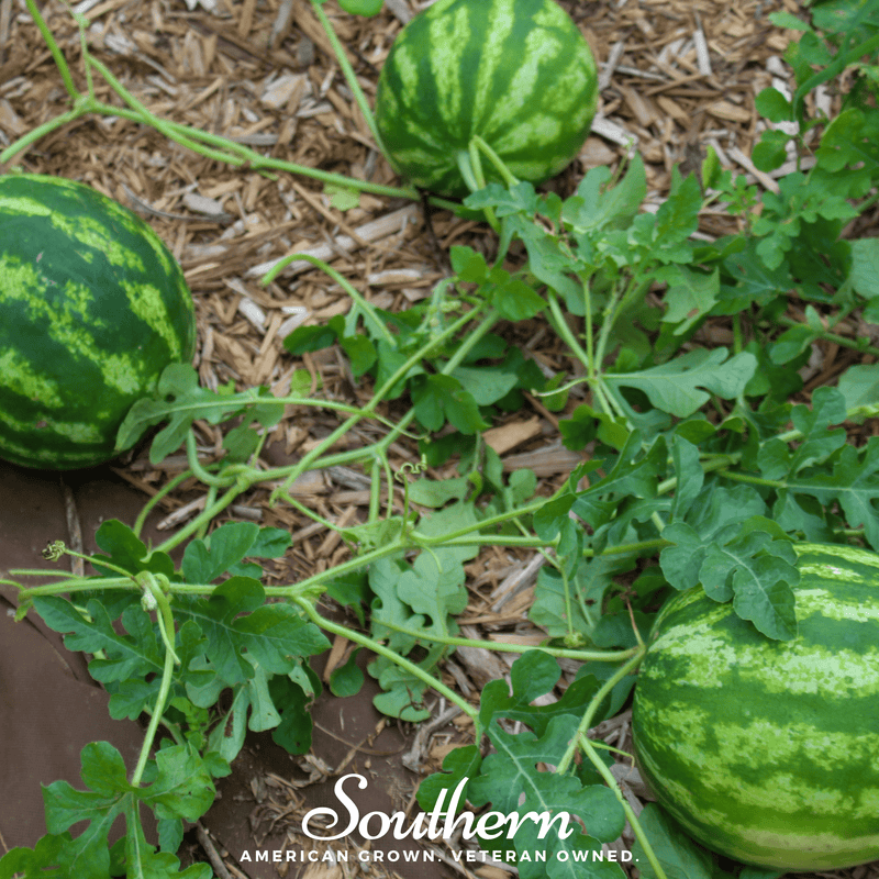 Load image into Gallery viewer, Crimson Sweet Watermelon – 25 Seeds
