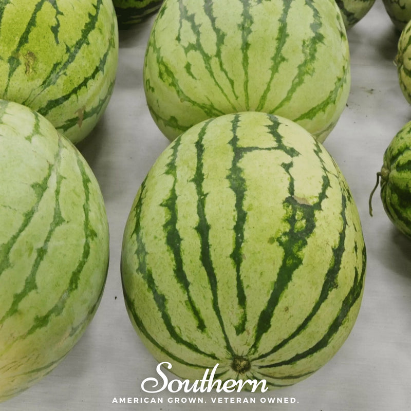 Load image into Gallery viewer, Dixie Queen Watermelon – 25 Seeds

