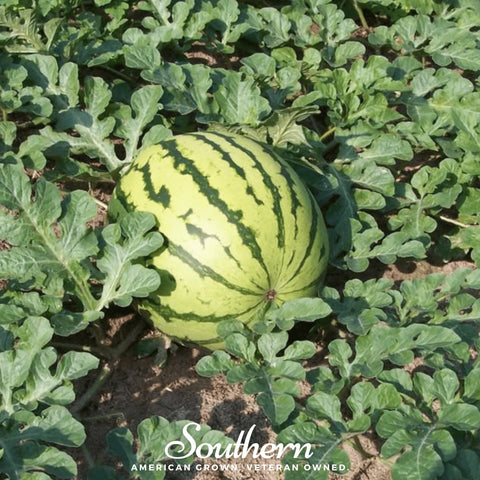 Dixie Queen Watermelon seeds package, 25 count, GrowTime Garden Supply
