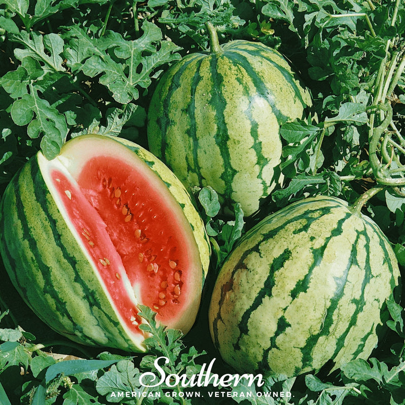 Load image into Gallery viewer, Dixie Queen Watermelon – 25 Seeds
