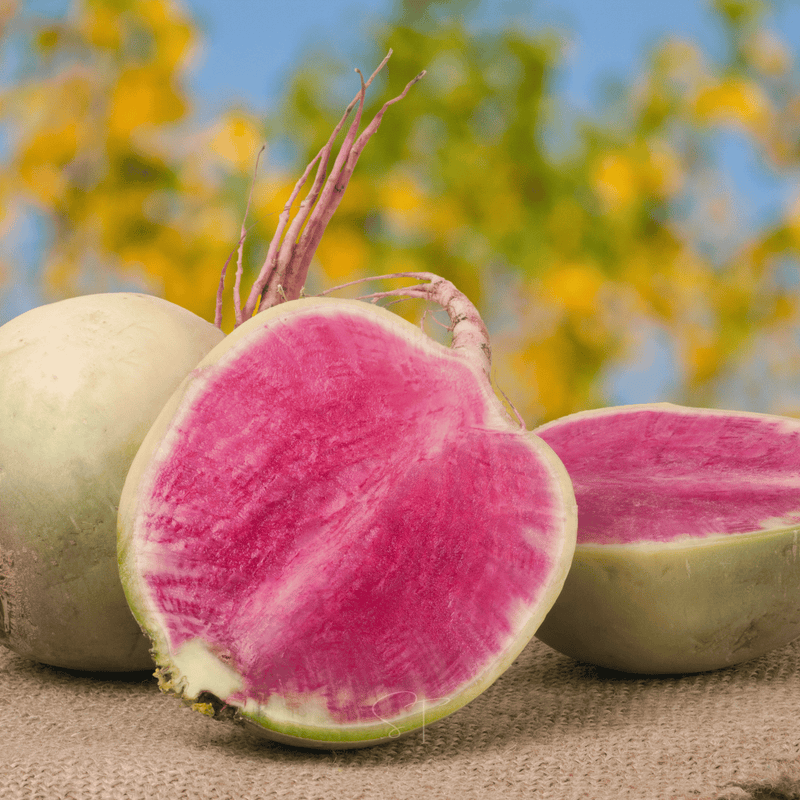Load image into Gallery viewer, Watermelon Radish – 50 Seeds
