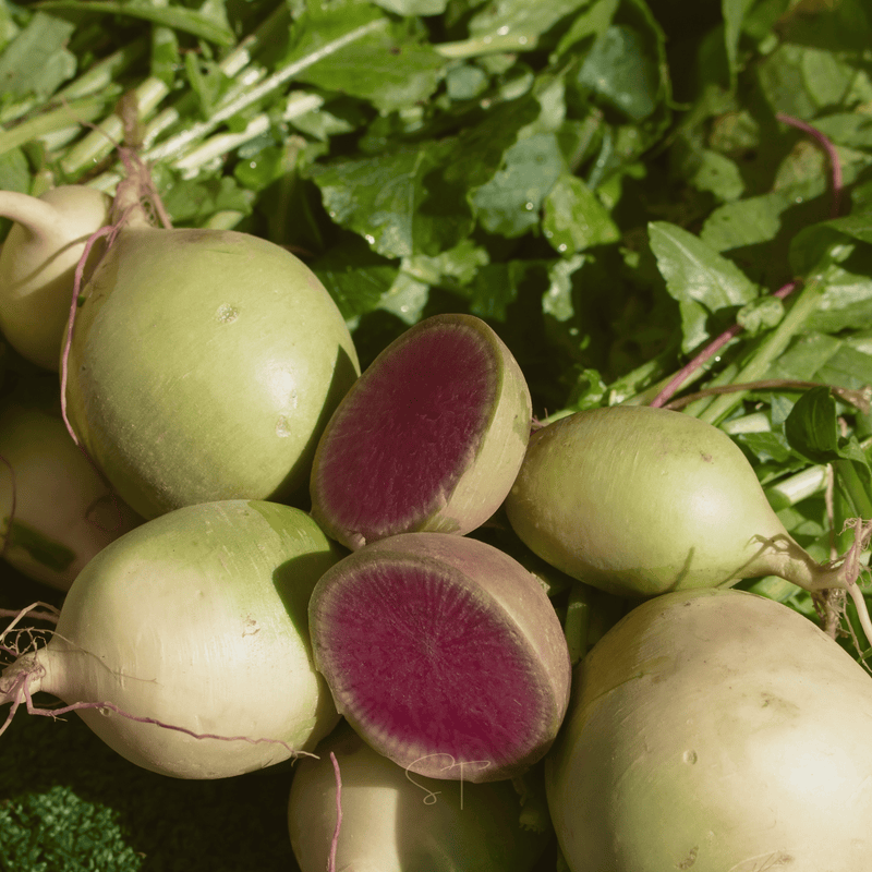 Load image into Gallery viewer, Watermelon Radish – 50 Seeds

