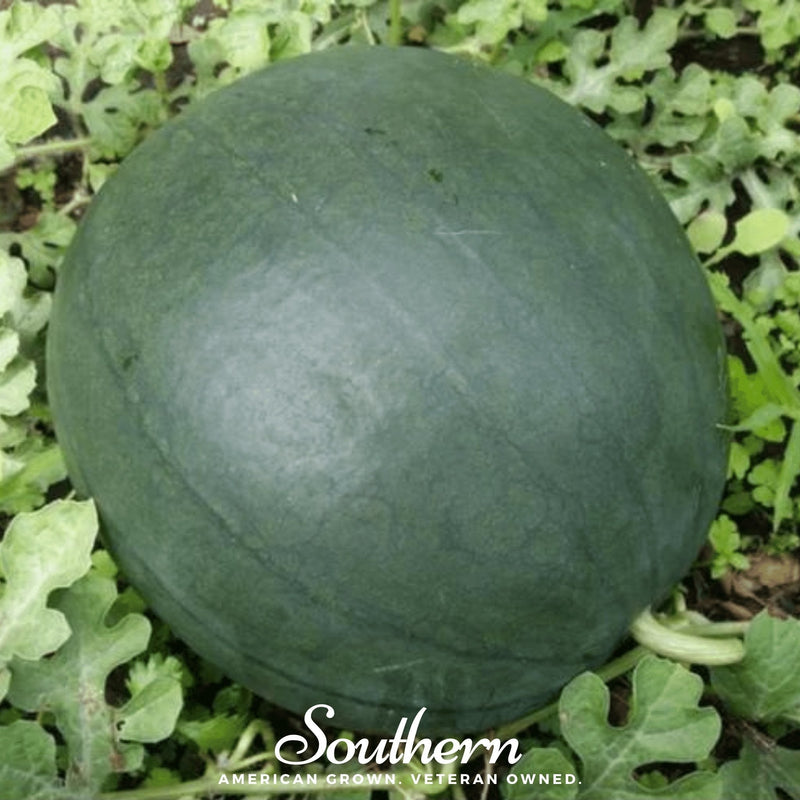 Load image into Gallery viewer, Sugar Baby Watermelon – 25 Seeds
