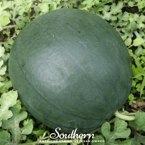 Sugar Baby Watermelon – 25 Seeds, additional product view 2
