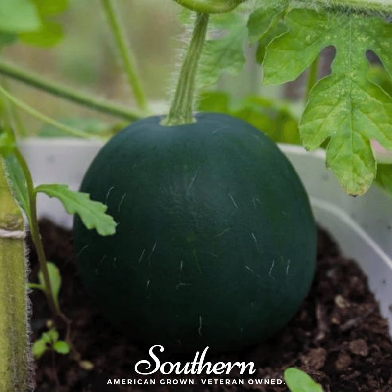 Load image into Gallery viewer, Sugar Baby Watermelon – 25 Seeds
