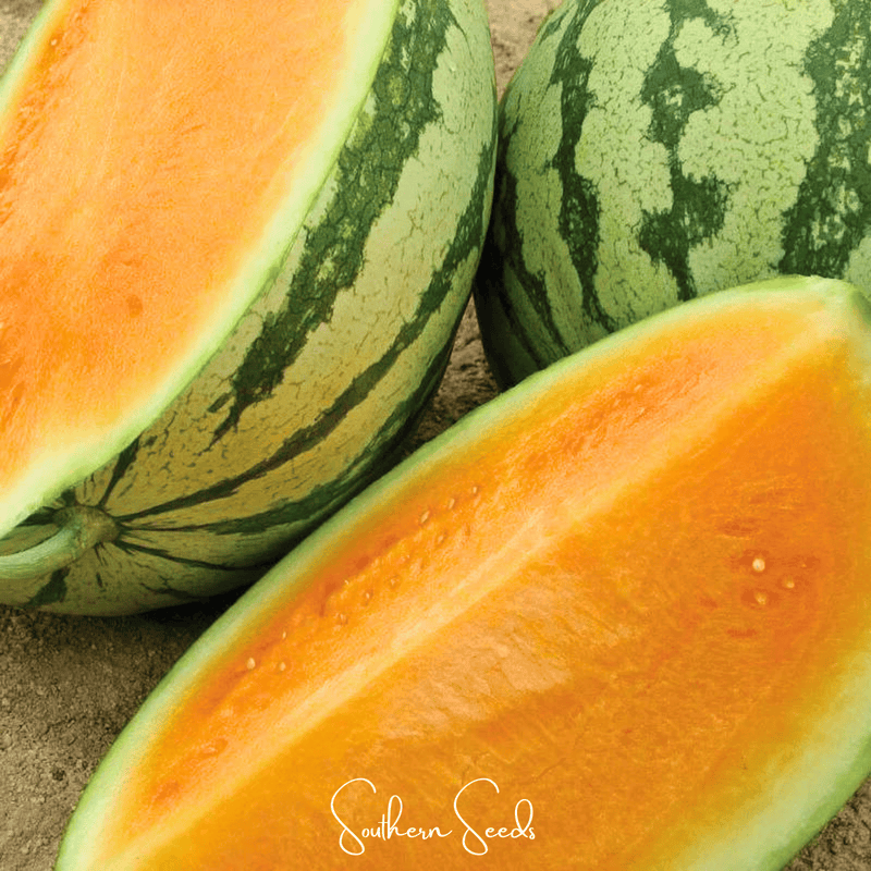 Load image into Gallery viewer, Tendersweet Orange Watermelon – 25 Seeds
