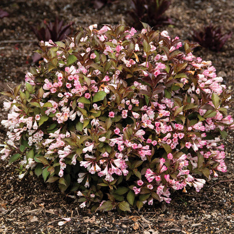 Afterglow Weigela shrub