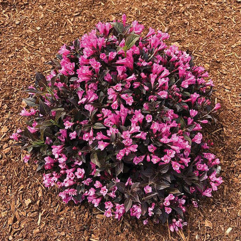 Stunner® Weigela, additional product view 2