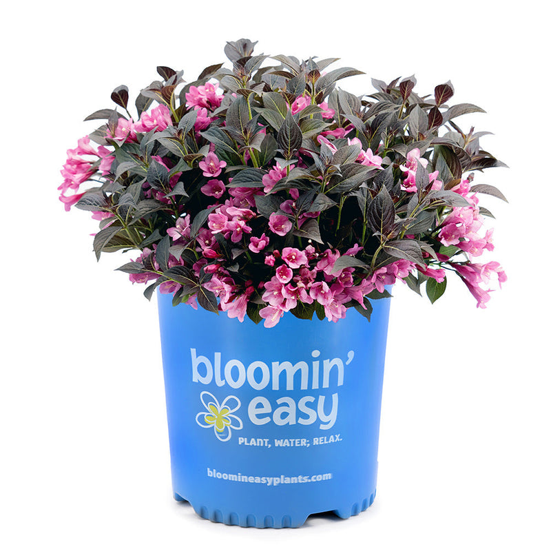 Load image into Gallery viewer, Stunner® Weigela
