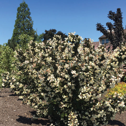 Tuxedo™ Weigela, additional product view 2