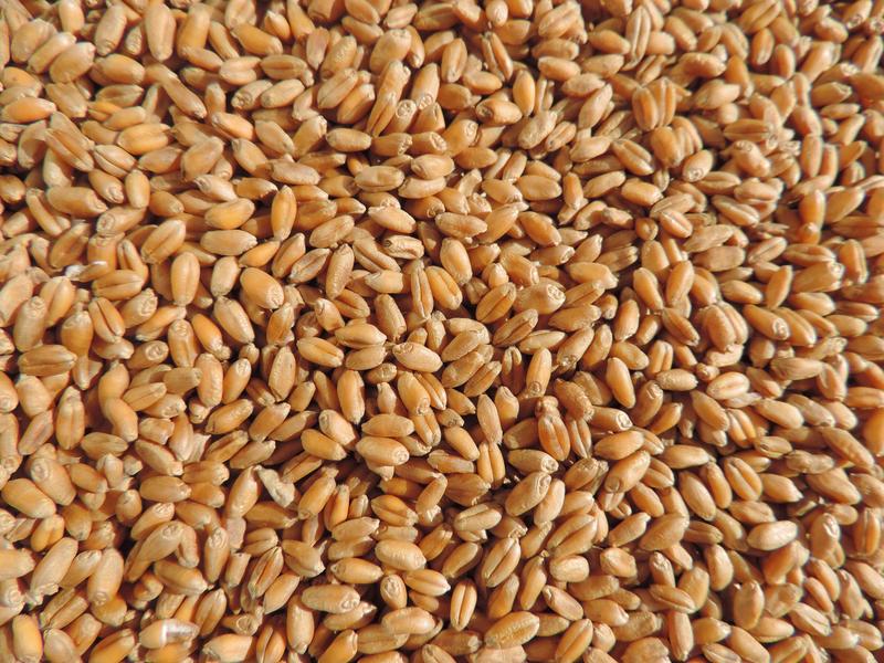 Load image into Gallery viewer, 4 Seed Sample Pack - Wheat, Oat, Rye, Barley
