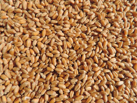 4 Seed Sample Pack - Wheat, Oat, Rye, Barley, detail view