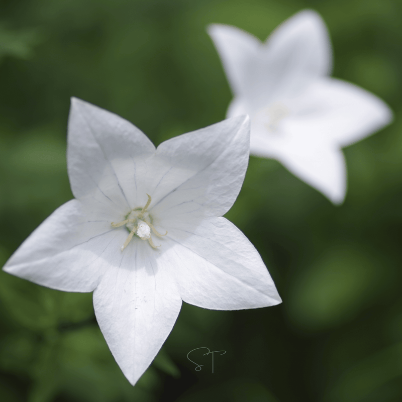 Load image into Gallery viewer, White Balloon Flower – 50 Seeds
