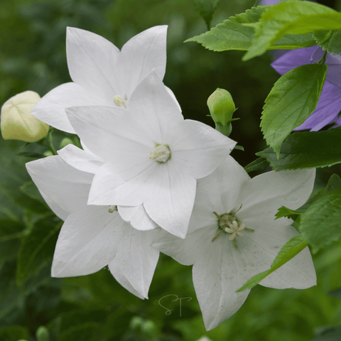 White Balloon Flower seeds package, 50 count, GrowTime Garden Supply