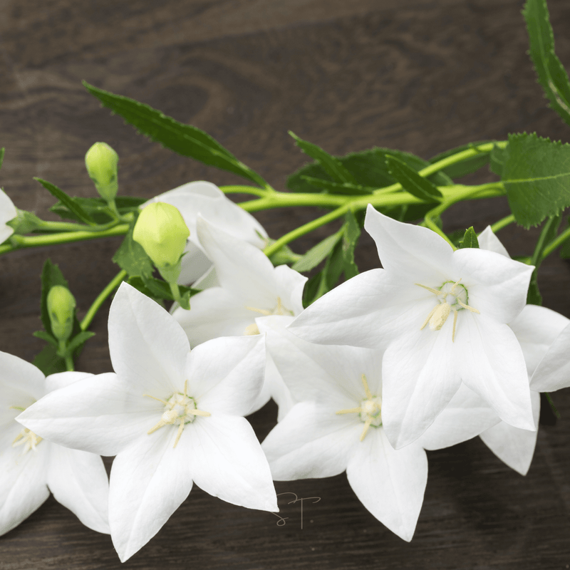 Load image into Gallery viewer, White Balloon Flower – 50 Seeds
