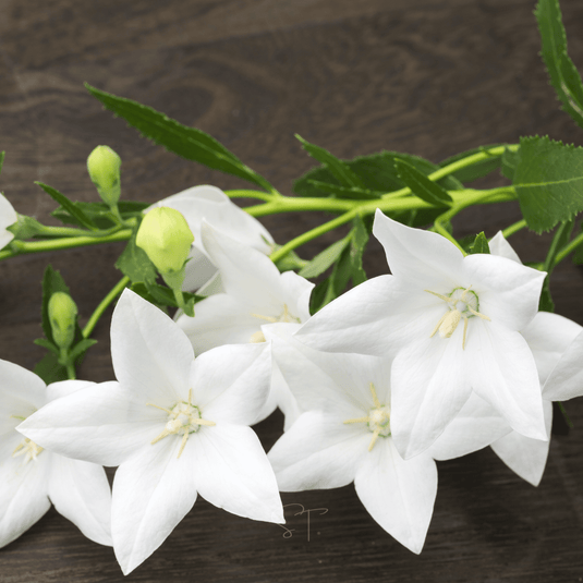 White Balloon Flower – 50 Seeds