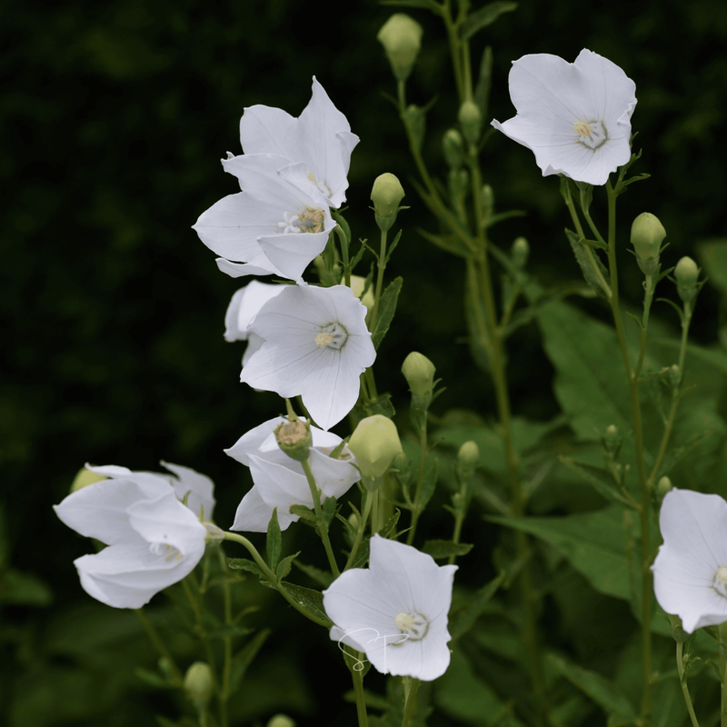 Load image into Gallery viewer, White Balloon Flower – 50 Seeds
