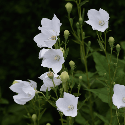 White Balloon Flower – 50 Seeds