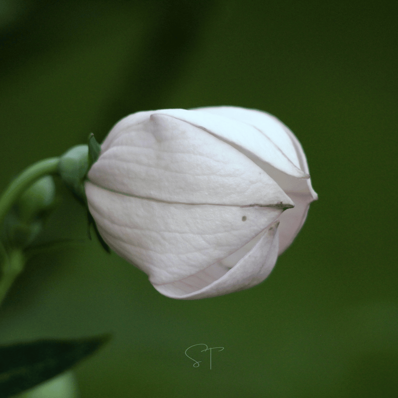 Load image into Gallery viewer, White Balloon Flower – 50 Seeds
