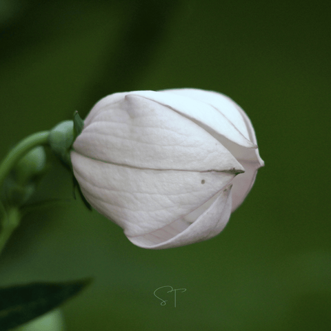 White Balloon Flower – 50 Seeds, additional product view 2