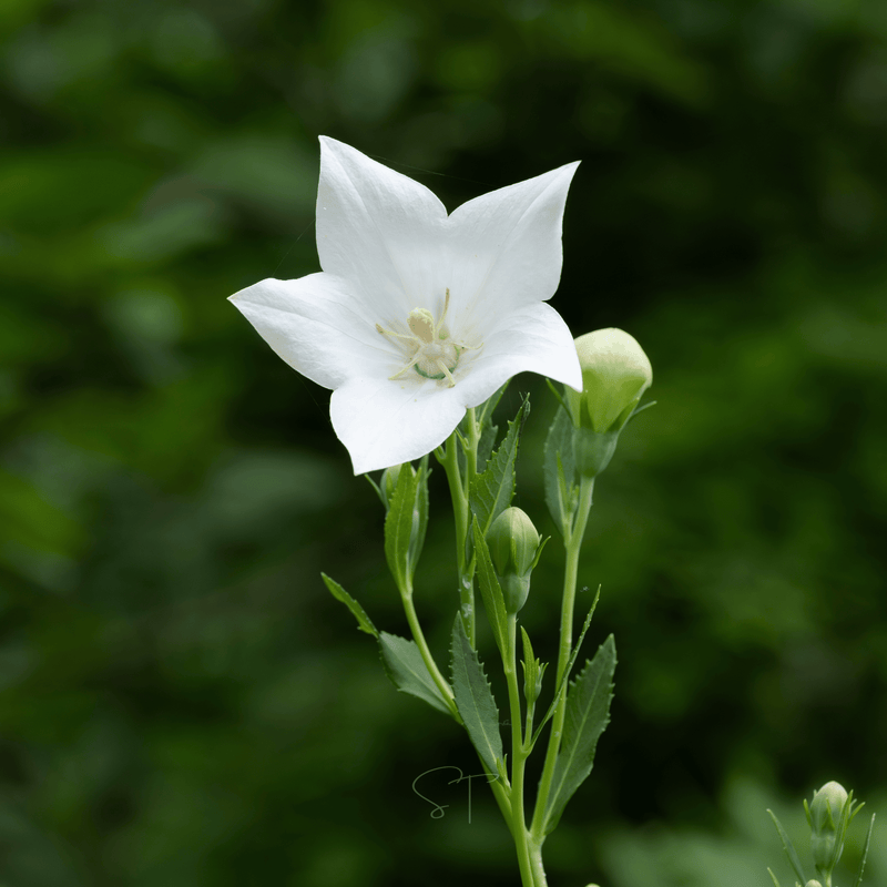 Load image into Gallery viewer, White Balloon Flower – 50 Seeds
