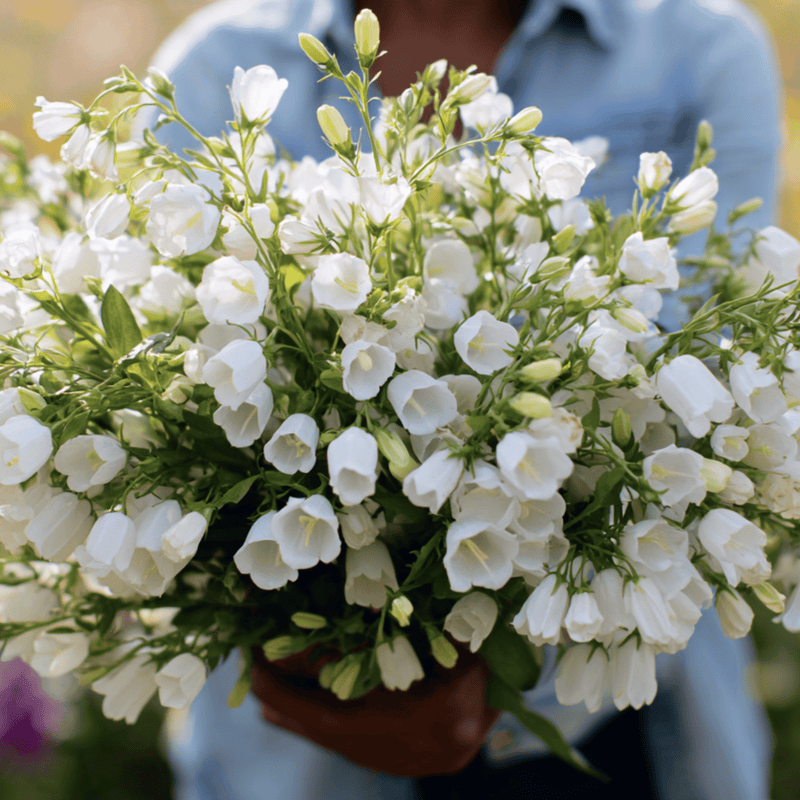 Load image into Gallery viewer, White Canterbury Bells – 100 Seeds
