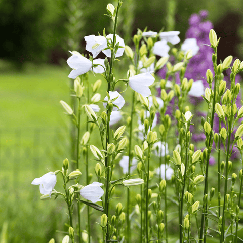 White Canterbury Bells – 100 Seeds, additional product view 2
