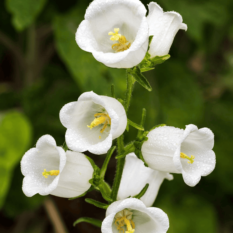 Load image into Gallery viewer, White Canterbury Bells – 100 Seeds
