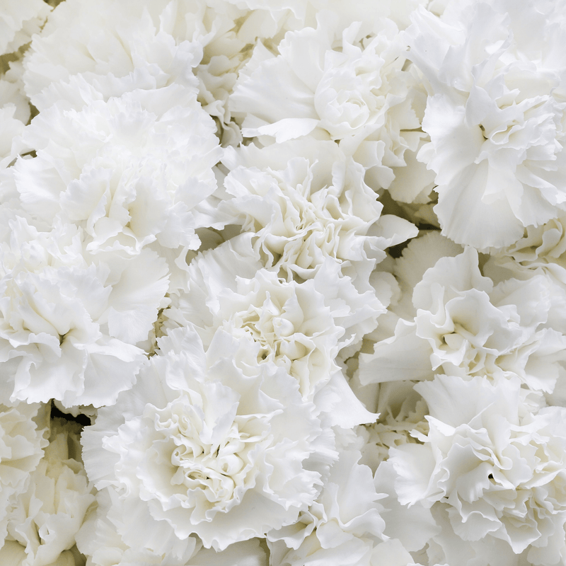 Load image into Gallery viewer, White Grenadin Carnation – 25 Seeds
