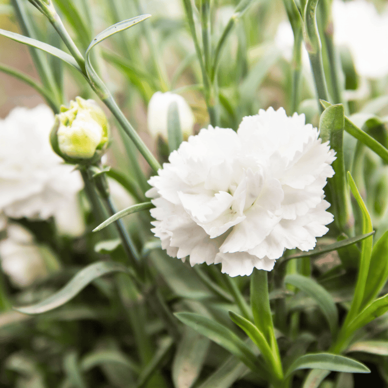 Load image into Gallery viewer, White Grenadin Carnation – 25 Seeds
