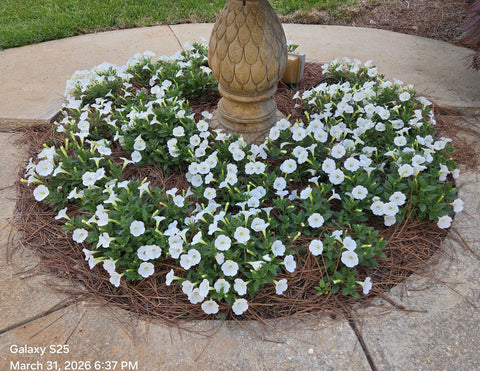 Supertunia Mini Vista White Petunia