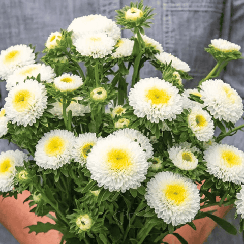 White Pompon Aster 50 Seeds