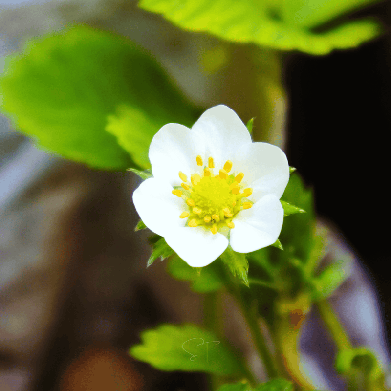 Load image into Gallery viewer, White Soul Strawberry – 100 Seeds
