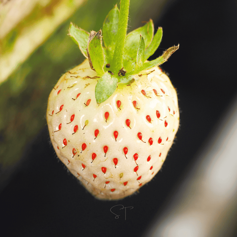 Load image into Gallery viewer, White Soul Strawberry – 100 Seeds
