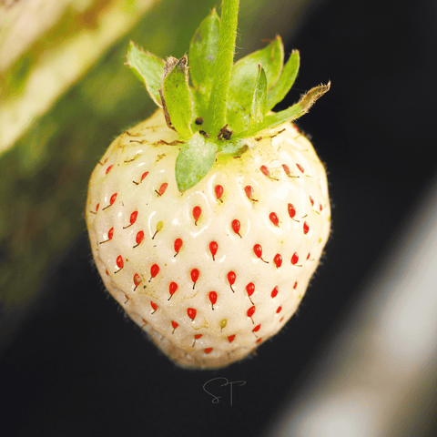 White Soul Strawberry – 100 Seeds, additional product view 2