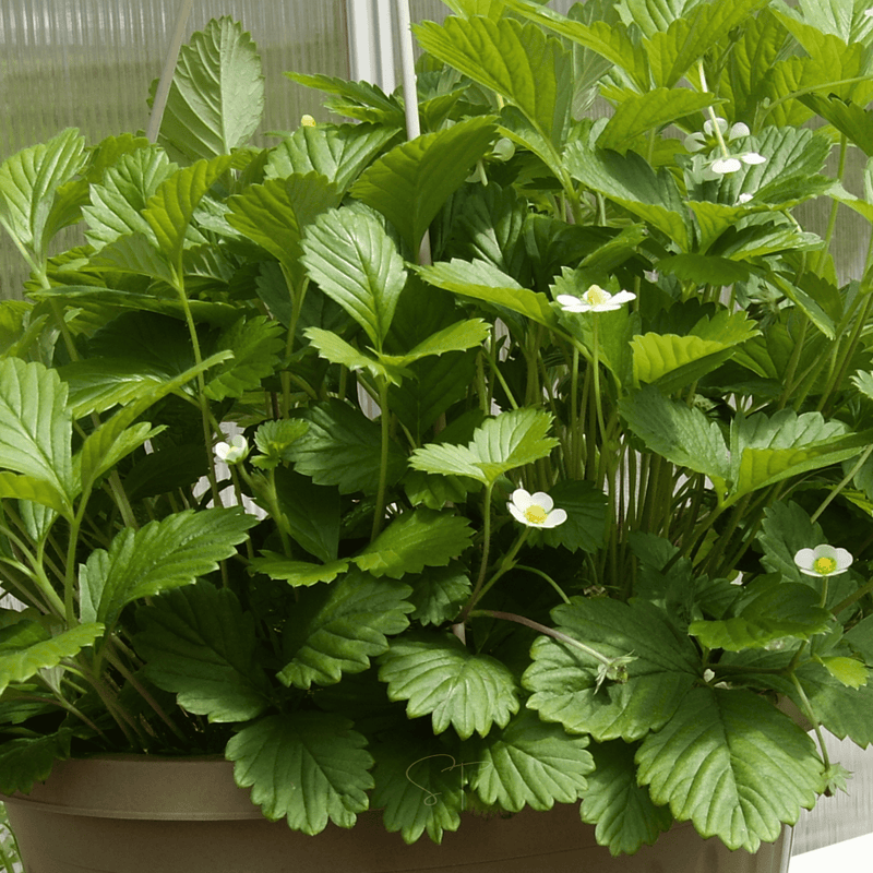 Load image into Gallery viewer, White Soul Strawberry – 100 Seeds
