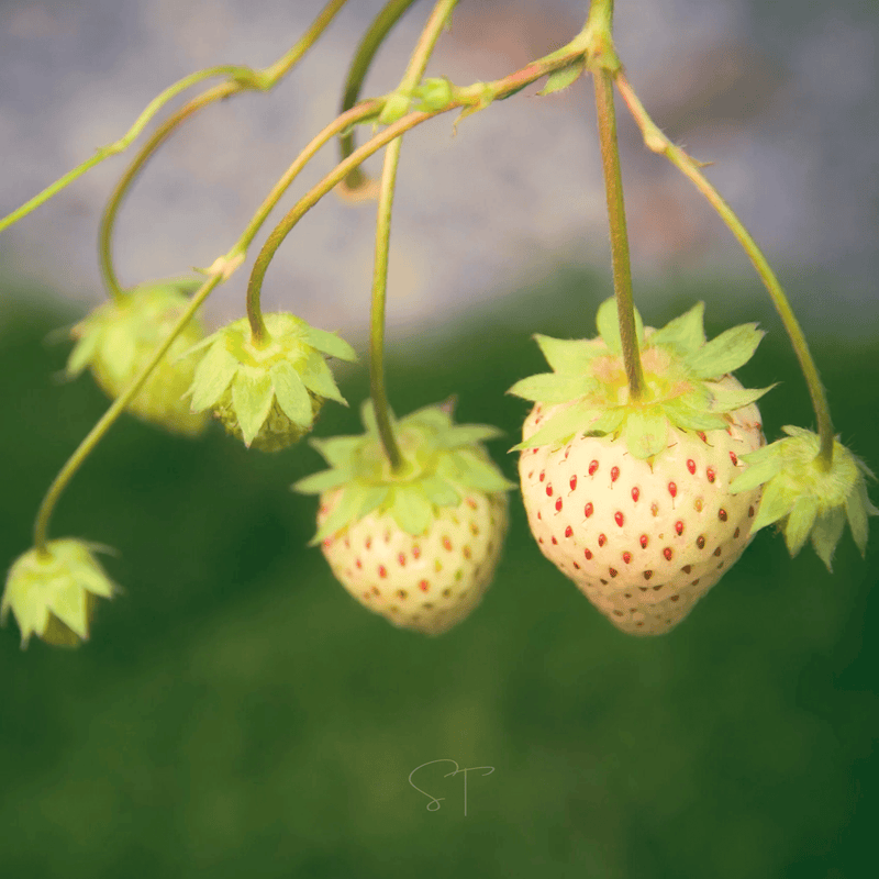 Load image into Gallery viewer, White Soul Strawberry – 100 Seeds
