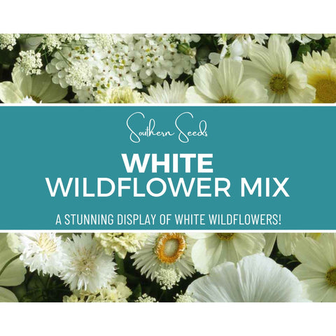 White Wildflower Seed Mix 100 Seeds