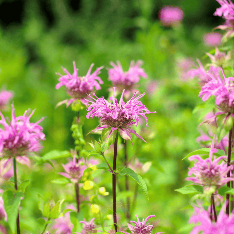 Load image into Gallery viewer, Wild Bergamot Bee Balm (Mintleaf) – 100 Seeds
