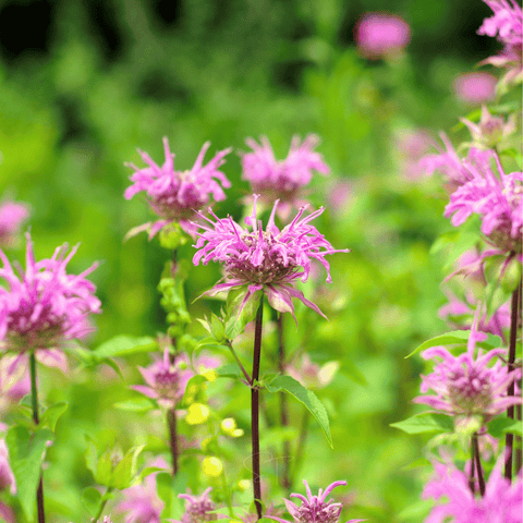 Wild Bergamot Bee Balm (Mintleaf) – 100 Seeds, additional product view 2