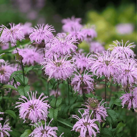 Wild Bergamot Bee Balm Mintleaf seeds package, 100 count, GrowTime Garden Supply
