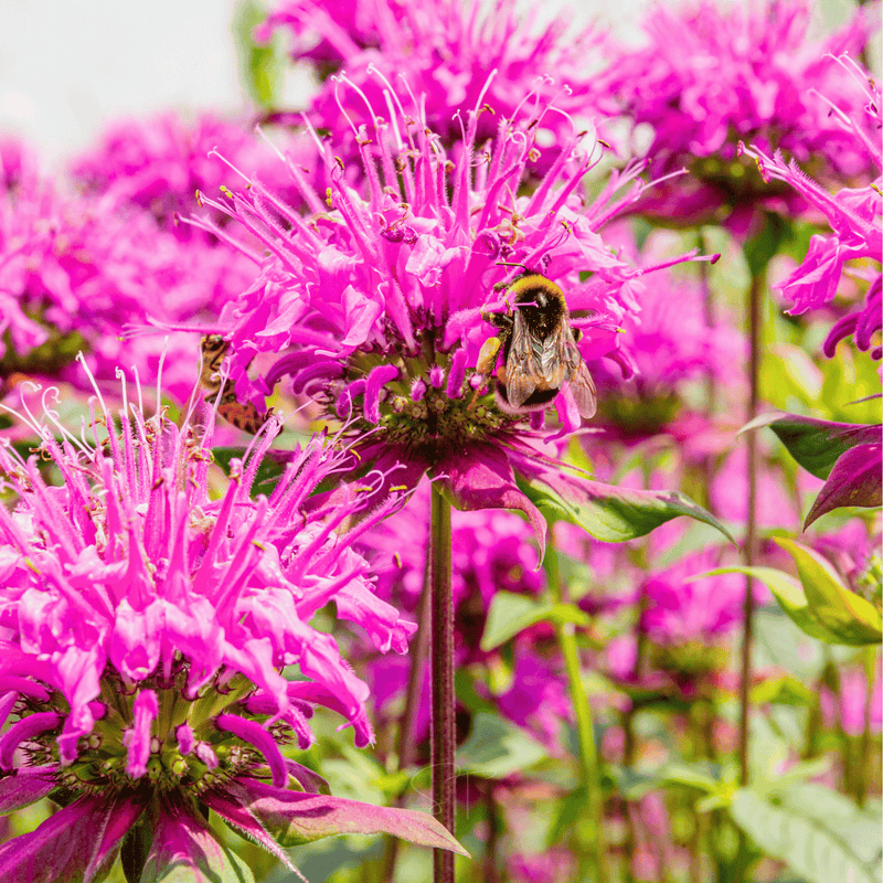 Load image into Gallery viewer, Wild Bergamot Bee Balm (Mintleaf) – 100 Seeds

